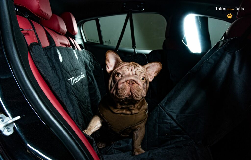 Maserati Backseat Pet Cover & Protector